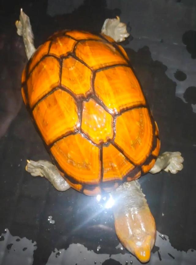 越养越好看的蛋龟，“三大巨蛋”之一的墨西哥巨蛋龟