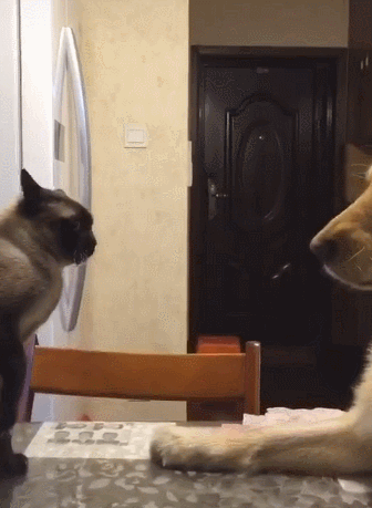 什么猫最有灵性，最有灵性的五种猫咪