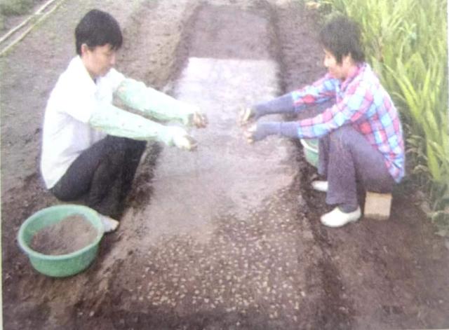 海南黄花梨种植全过程，野生黄花梨已近灭绝