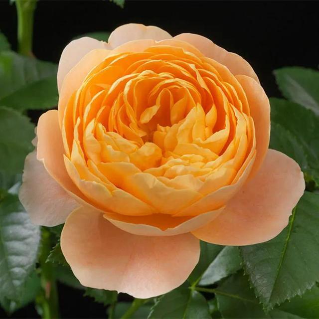 必养九种月季，值得入手的月季清单