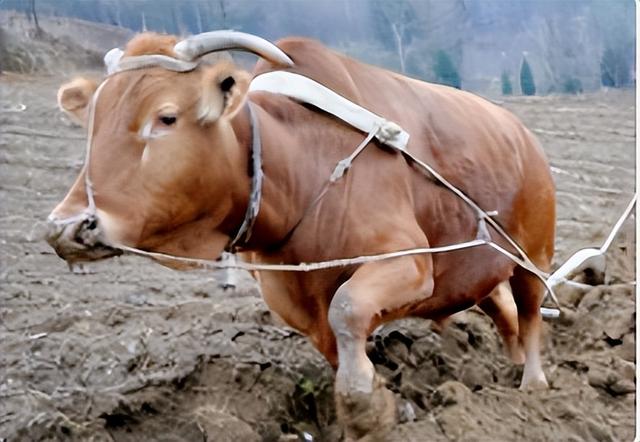关于十二生肖牛的故事，十二生肖-牛的传说