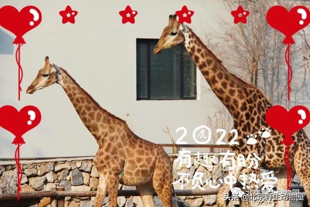 2022新年愿望，2022年的新年愿望及新年祝福（新年愿望）