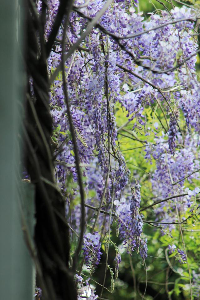 紫红色景观花卉，花卉紫色花卉