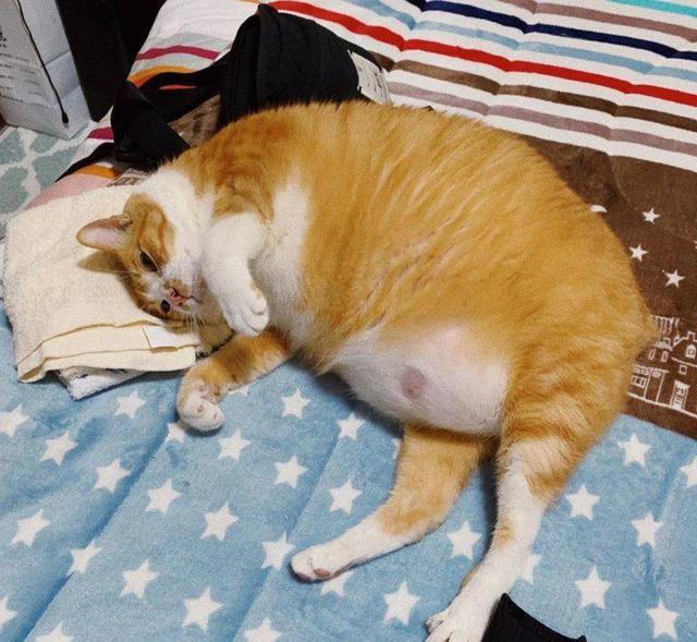 猫的性格特征和品质特点，一只猫拥有这7大特征