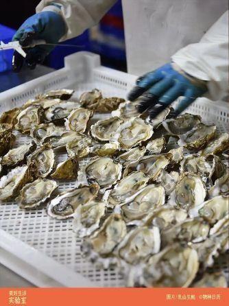 福建珍珠蚝跟鲜活生蚝的区别，舌尖福建漳州