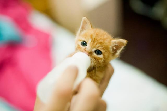 猫的记忆有多久，猫咪对主人的记忆可以持续多久（猫咪会不认识自己吗）
