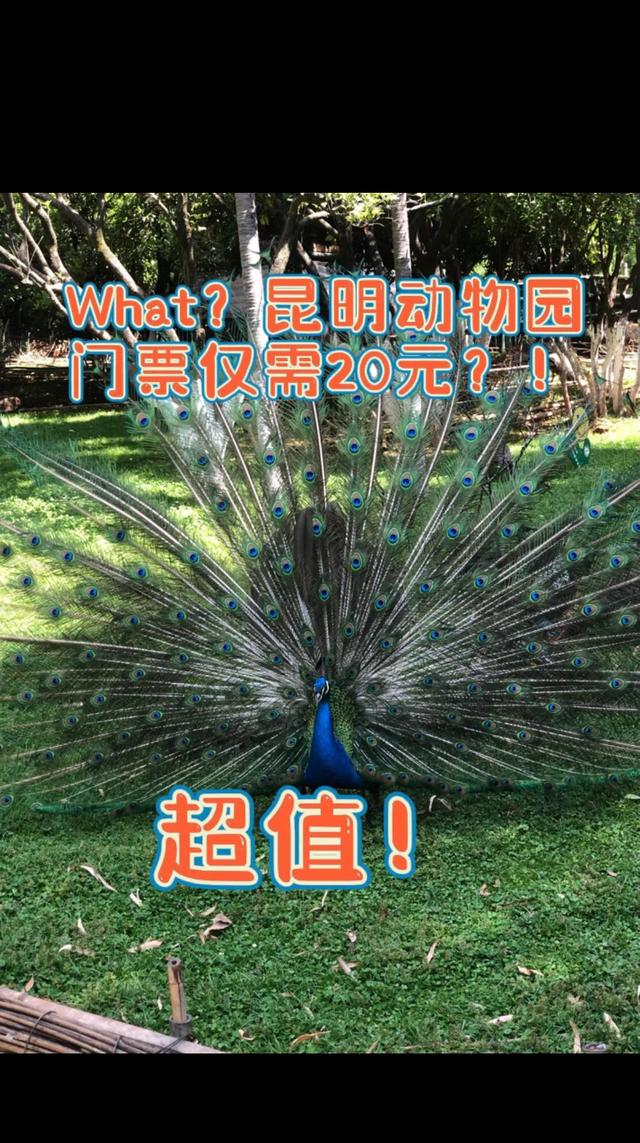 昆明动物园门票，昆明动物园都在哪里（核酸要求开放时间和票价都给你准备好了）