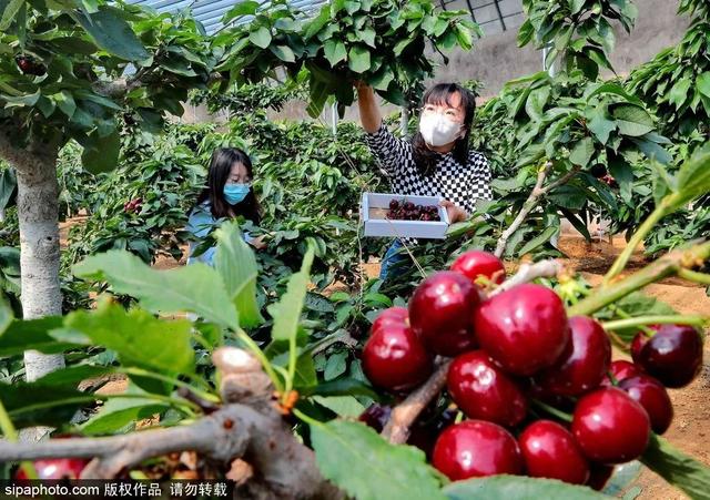 推荐10个樱桃采摘的好去处，市中区采摘园合集