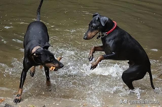 曼彻斯特德比是什么意思，回顾英超时代经典的“曼彻斯特德比”