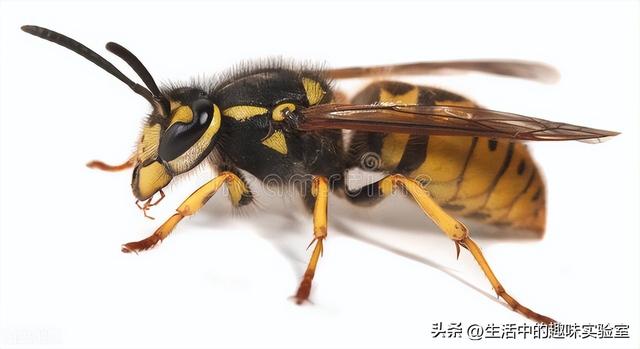 马蜂也采蜜吗，为什么马蜂窝里没有蜂蜜