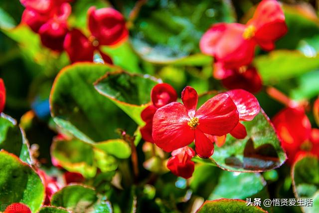 夏天开花的植物，家里养能开花的植物一年四季开花（热不死、晒不死）