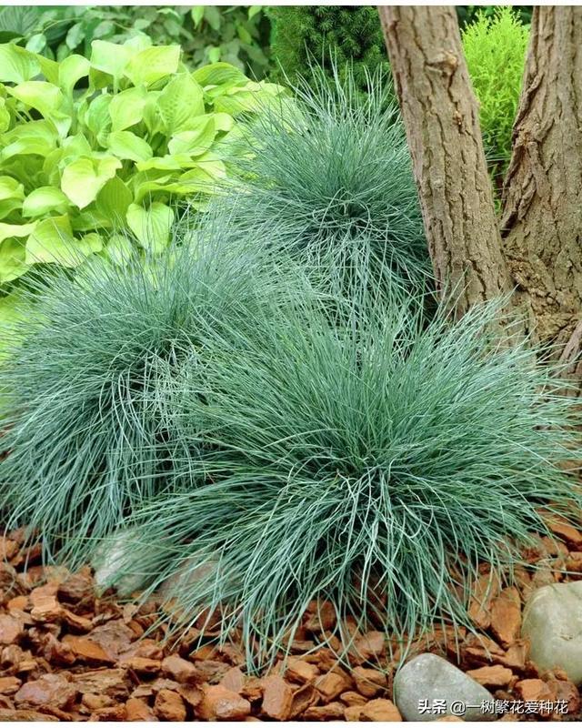 适合庭院养的草花，25种观赏草观叶赏花