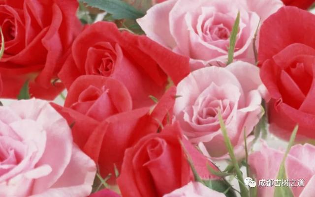 月季移栽最佳时间，月季几月份移栽最好（换一盆爆一盆）