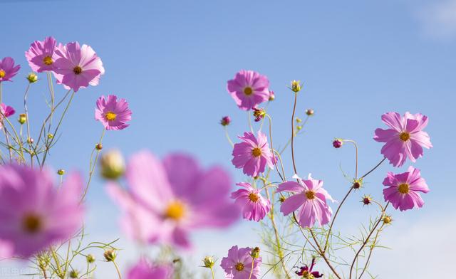 格桑花象征着什么意义，格桑花的寓意你知道吗