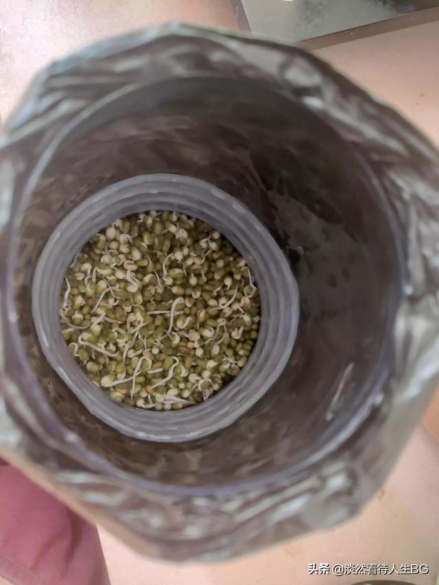 绿豆芽怎么发又粗又快，绿豆芽怎样做才能长的快些（5天就能发出又粗又壮的豆芽）