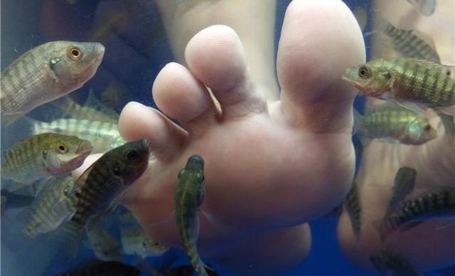 足浴鱼疗是什么鱼，足疗鱼退休后去了哪里