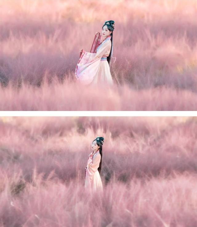 粉黛草向日葵彼岸花海...成都有多少惊喜，粉黛花海花期50天