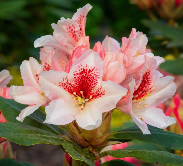 花开有期只为在最美时光里遇见你，一花一深情花如人生
