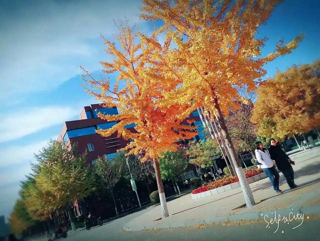沈阳师范大学官网，沈阳师范大学官网入口