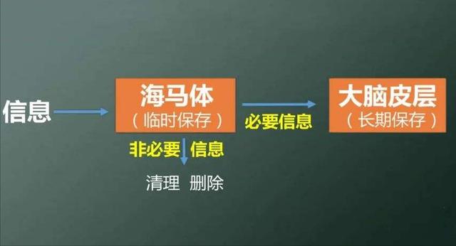 科学家发现大脑记忆工作原理，科学家揭示“过目不忘”背后机制