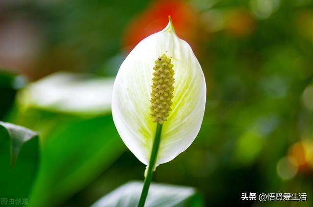 夏天开花的植物，家里养能开花的植物一年四季开花（热不死、晒不死）