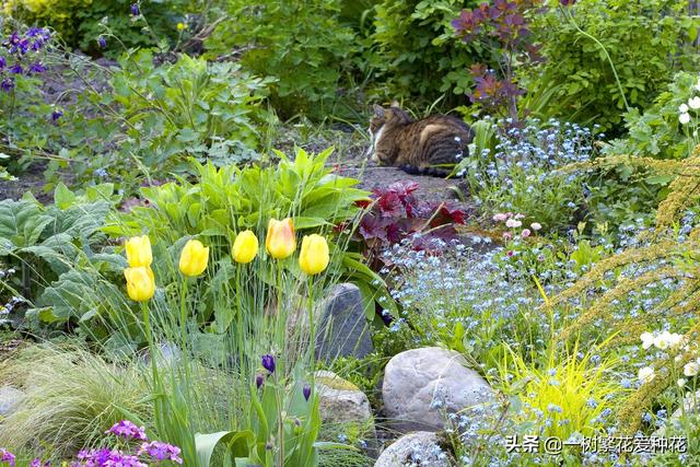 适合庭院养的草花，25种观赏草观叶赏花