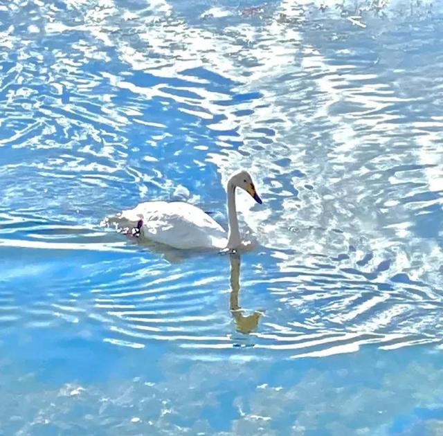 巴音布鲁克大草原，巴音布鲁克大草原的旅游攻略（为何说新疆旅游一定要去巴音布鲁克草原）