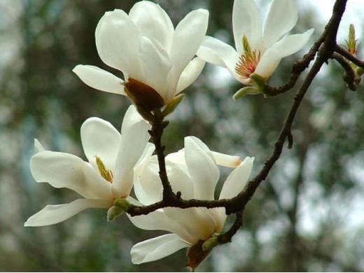 春有百花盘点常见的67种，百花名称图（清明踏青常见花种你认识多少）