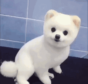 关于狗狗的习惯和特点，关于狗狗的这四个习性