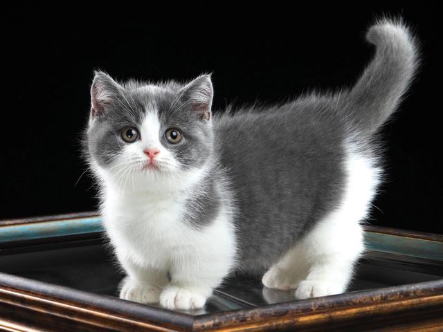 新手养猫基础知识，新手养猫基础知识宠物猫饲养