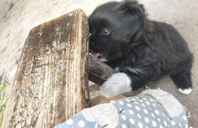 黑狗白爪子寓意，家里养只黑狗有什么说法吗