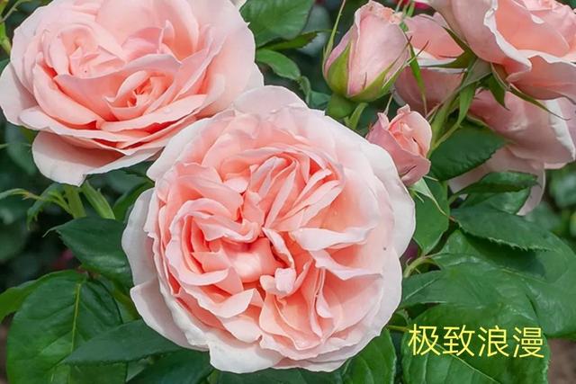 切花月季哪几个品种比较好，常见切花月季一览