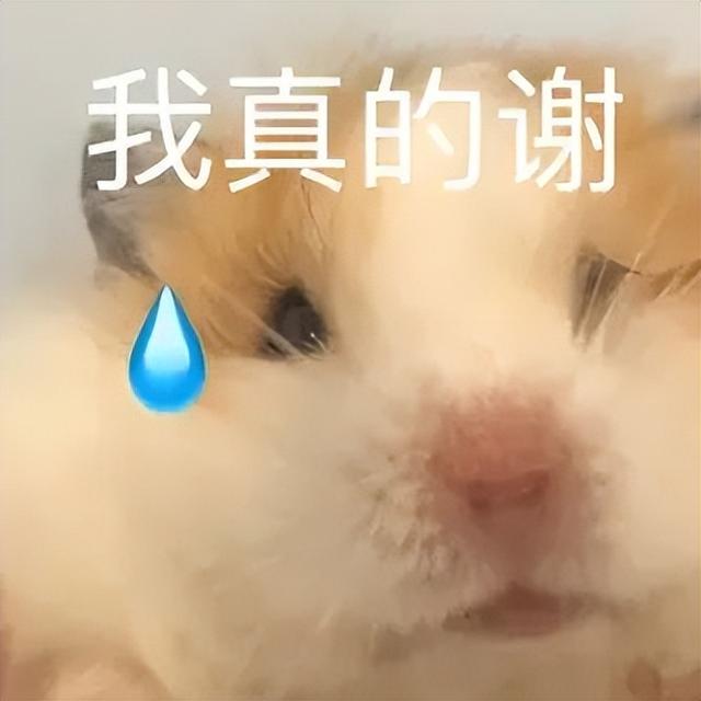 小仓鼠动态迷你表情包，变形脸仓鼠可爱老鼠