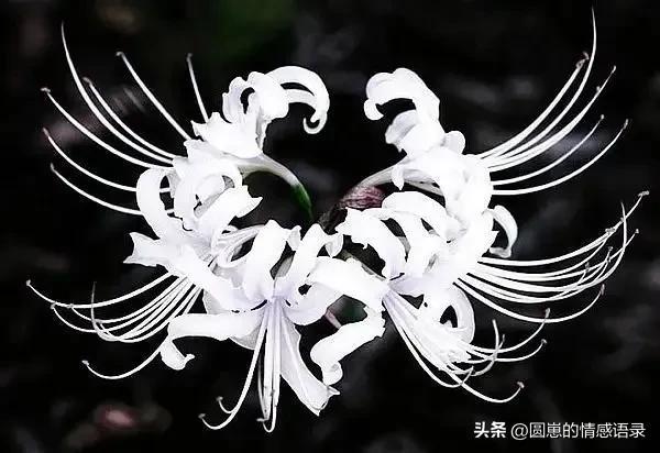 彼岸花的传说，彼岸花的真正故事有什么传说