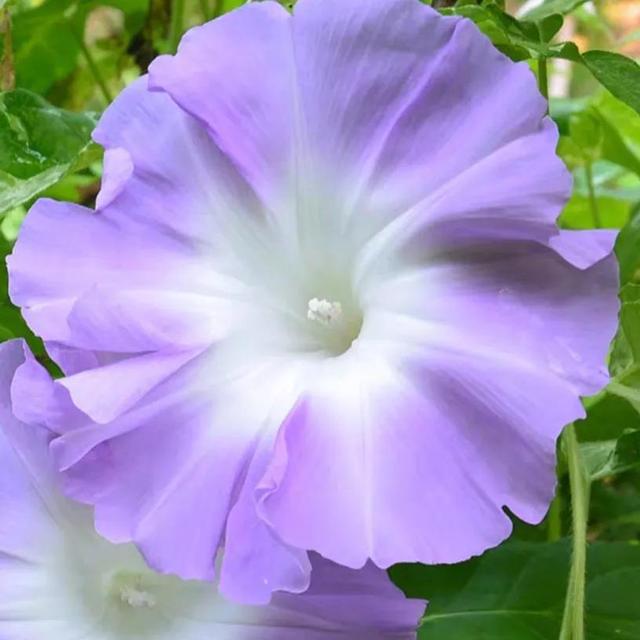 做梦也没想到牵牛花能开成这个样子，斗牛牛心脏（周公解梦：梦见这四种花草）