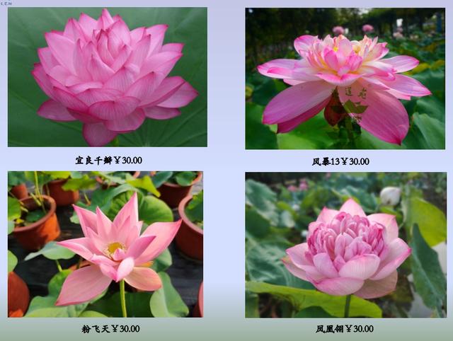 名贵荷花十大品种，最大的荷花品种排行榜