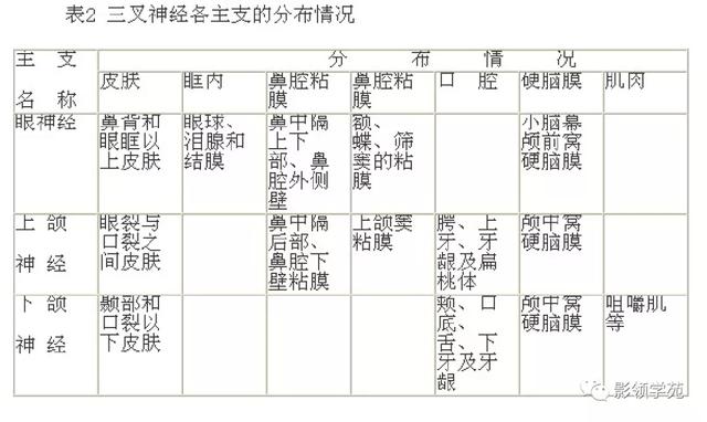 面部血管分布图，三叉神经分支及面部分布规律（玻尿酸怎么打，才会避免栓塞呢）