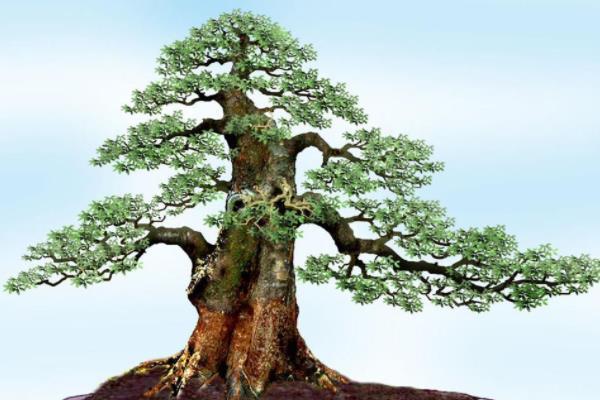 小叶紫檀盆景图片，小叶紫檀盆景养护技巧（盆景首选小叶紫檀）