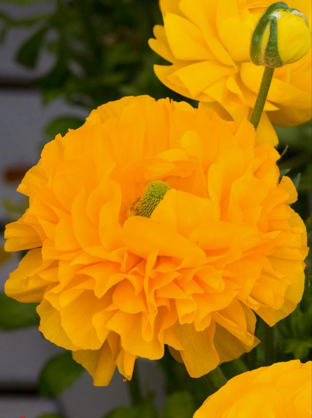 一花一草一世界，一花一草一世界 唯美句子（一花一草一世界）