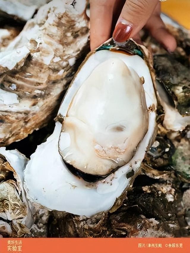福建珍珠蚝跟鲜活生蚝的区别，舌尖福建漳州