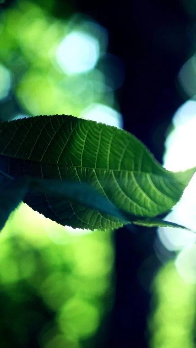多种创意及超高清手机壁纸绿色，高清绿色系手机壁纸推荐