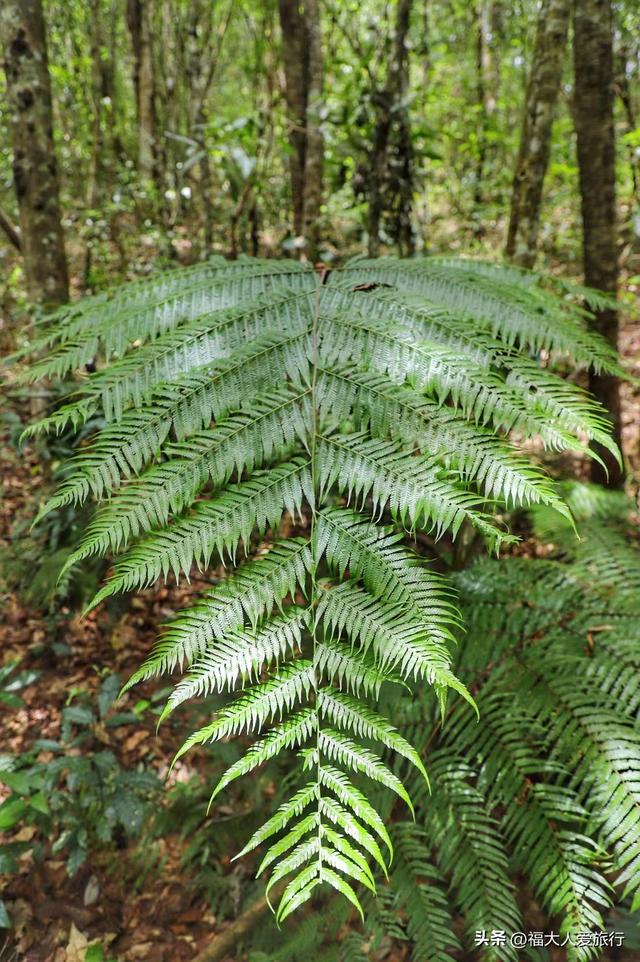 普洱到西双版纳，西双版纳普洱旅游攻略
