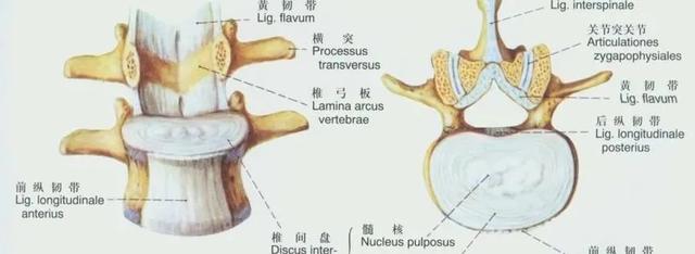 后纵韧带解剖图，颈椎的韧带有哪些