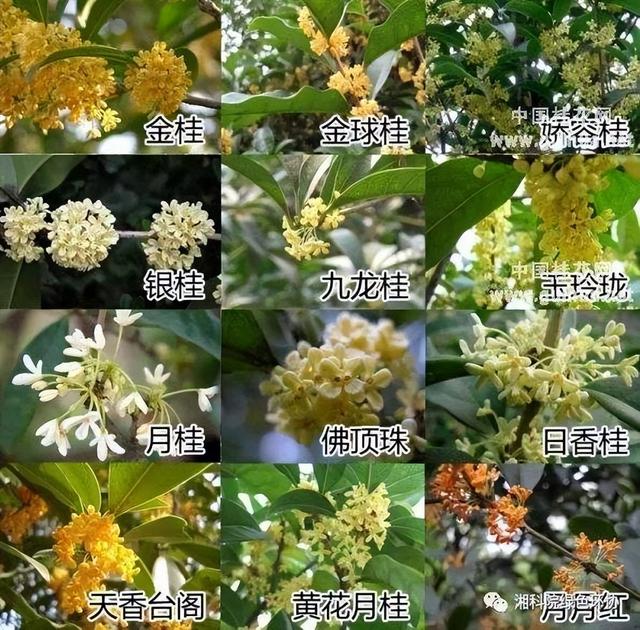 名贵桂花品种排名，哪一种桂花品种好