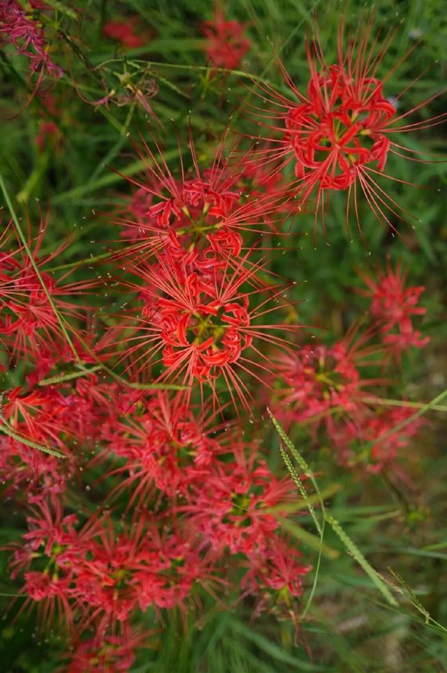 粉黛草向日葵彼岸花海...成都有多少惊喜，粉黛花海花期50天