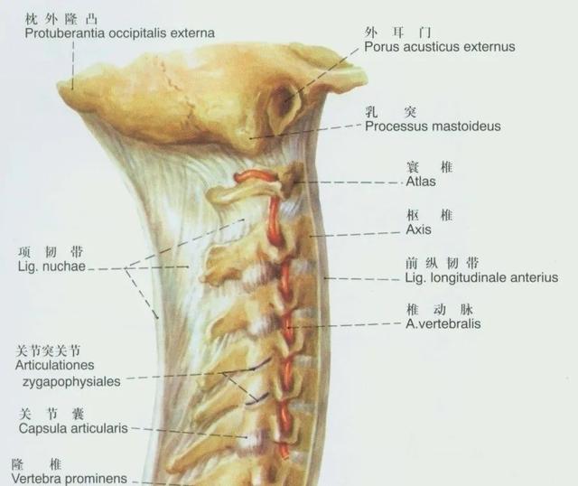 后纵韧带解剖图，颈椎的韧带有哪些