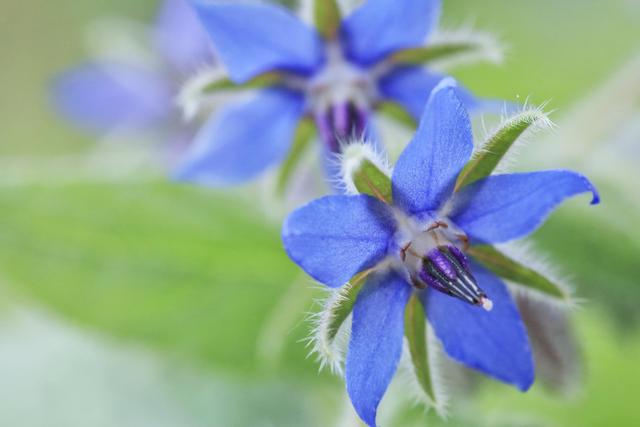 紫红色景观花卉，花卉紫色花卉