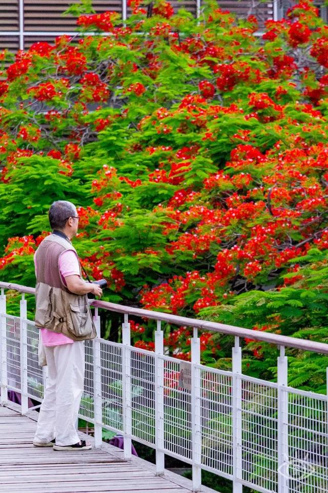 附近看花的地方，深圳最适合去赏花的地方（2023西安及周边赏樱花的地点大全）