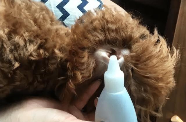 狗狗长了耳螨如何彻底治疗，狗狗耳螨顽固怎么办