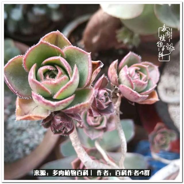 好养的容易上色的景天科多肉，景天科常见多肉图鉴不完全版D系列